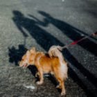 Los veterinarios coinciden: “Pasear a tu perro en asfalto cuando hace sol puede causar este daño invisible”