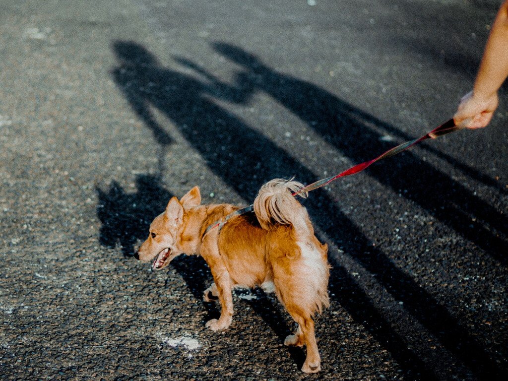 Los veterinarios coinciden: "Pasear a tu perro en asfalto cuando hace sol puede causar este daño invisible" 
