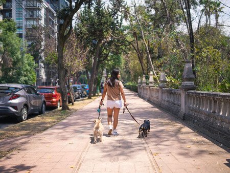 Horario Pasear Perros